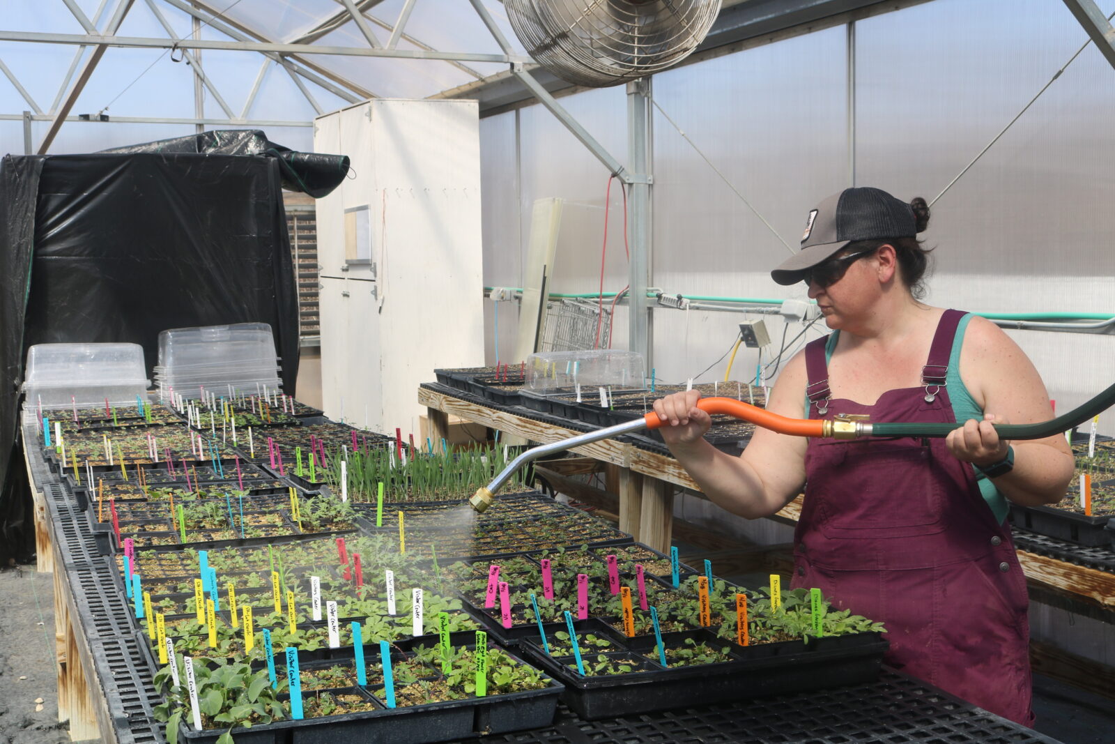 A woman in overalls and a baseball hat waters seedlings in a greenhouse.