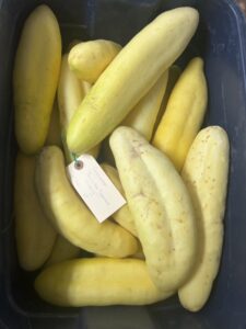 large yellow cucumbers with a tag in a bucket