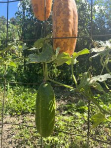 Yellow and green cucumbers hang from vines on a trellis