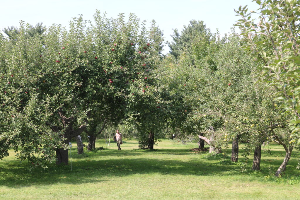 An apple orchard