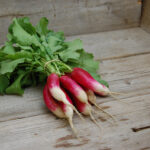 A group of long, red and white radishes with long white roots and green leafy stems, rubber banded together and lying on a wooden surface. 