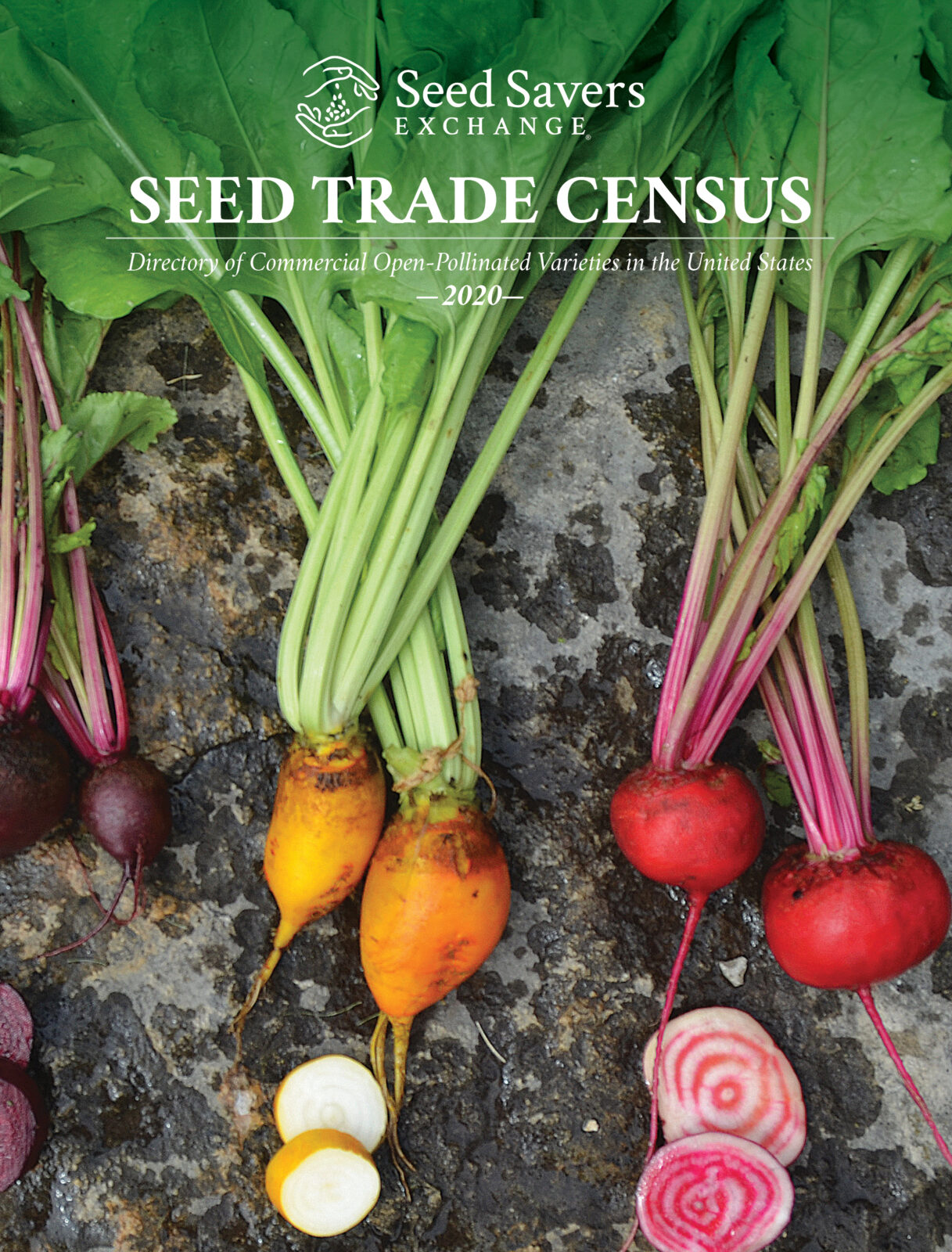 Seed Trade Census cover image of three beet varieties to highlight biodiversity.