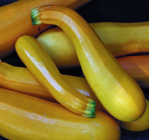 A pile of yellow zucchini