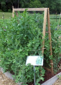 A wooden frame trellis with a large, bushy bean plant growing up it. There is a sign in front describing the crop.