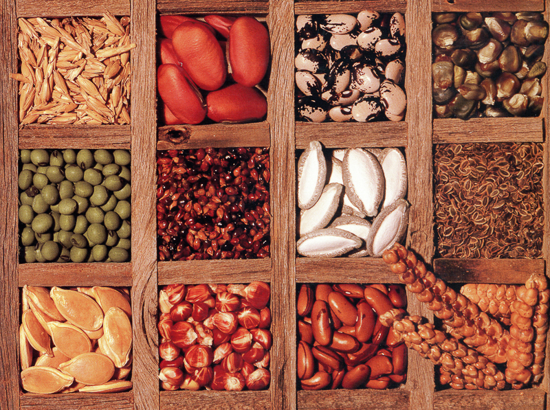 An array of seeds of many different varieties organized into a wooden grid.