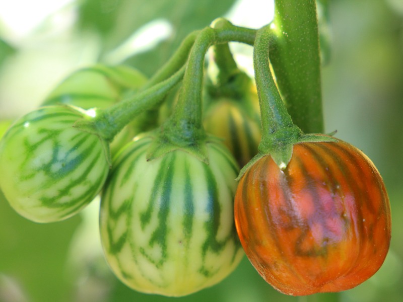 A group of round fruits grow on a green vine. Some are green with small veins and one is orange with small green veins.