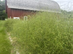 A large patch of green bushes with small yellow flowers in front of a red barn