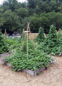 A garden bed with a bamboo trellis made of three rods crossed and tied at the top, with plants growing up. The garden bed is surrounded by other garden beds with similar trellises covered in plants.