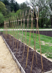 A row of raised soil beds with rows of two sticks held together to form a tepee