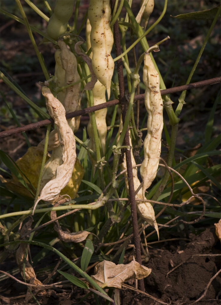 Several mature, tan, drying seed pods hanging from a trellised bean plant