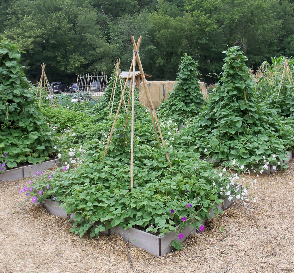 Many tall tepee trellises covered in bean plants in a garden