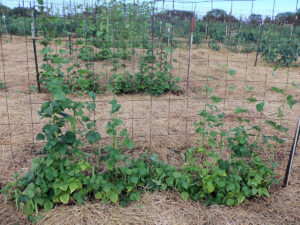 A cattle panel trellis with several bean plants growing up it and more plants and trellises in the background