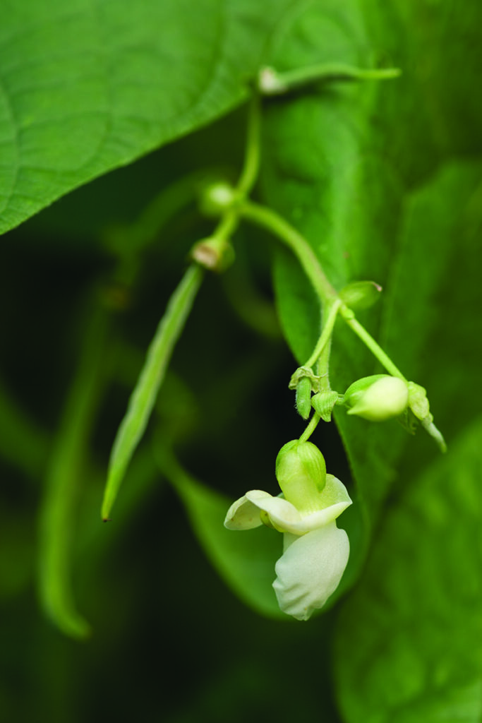 Several white bean flowers and a young developing fruit hanging from a bean plant vine