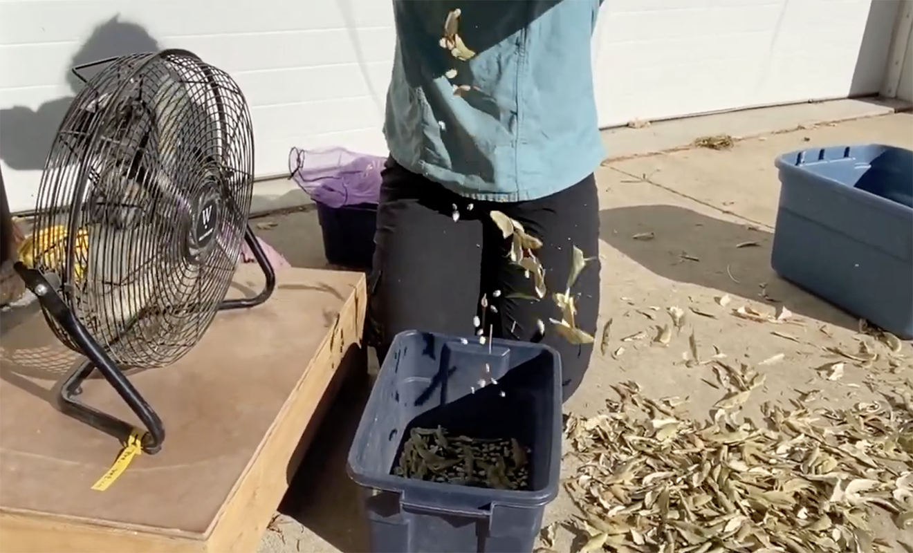 A person winnows lima bean seeds using a fan and a bucket