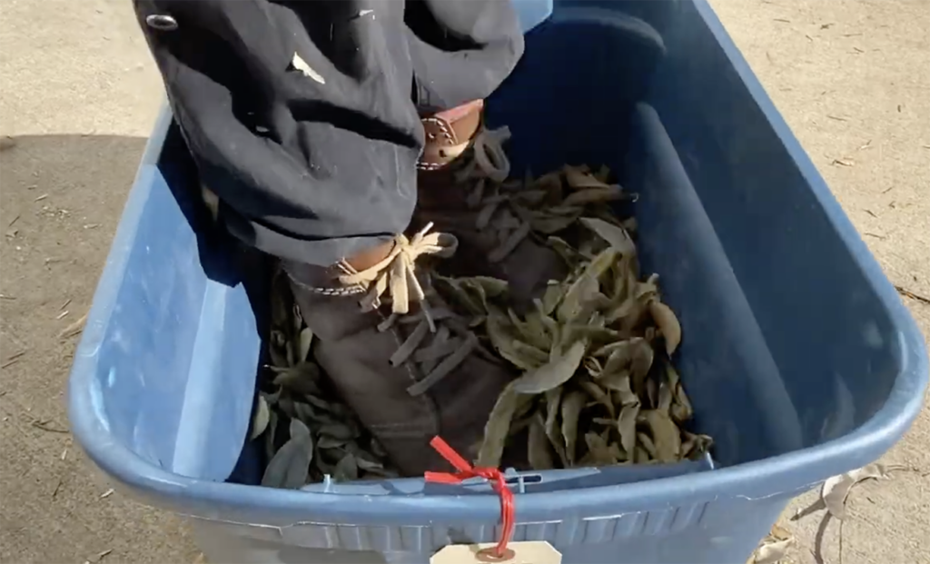 A person wearing boots threshes lima bean seeds by treading on the pods inside of a rubbermaid bucket.