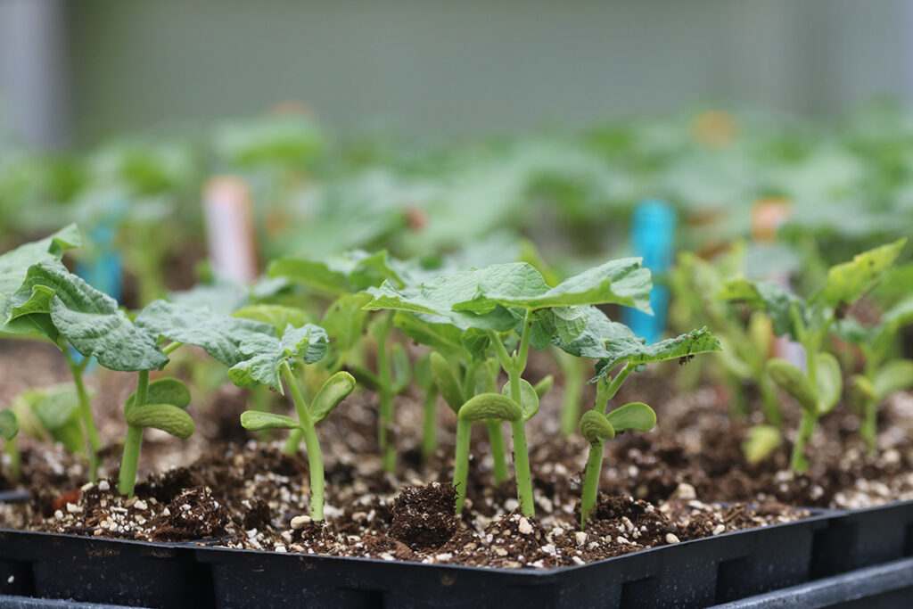 A plastic greenhouse tray with young bean seedlings in each cell