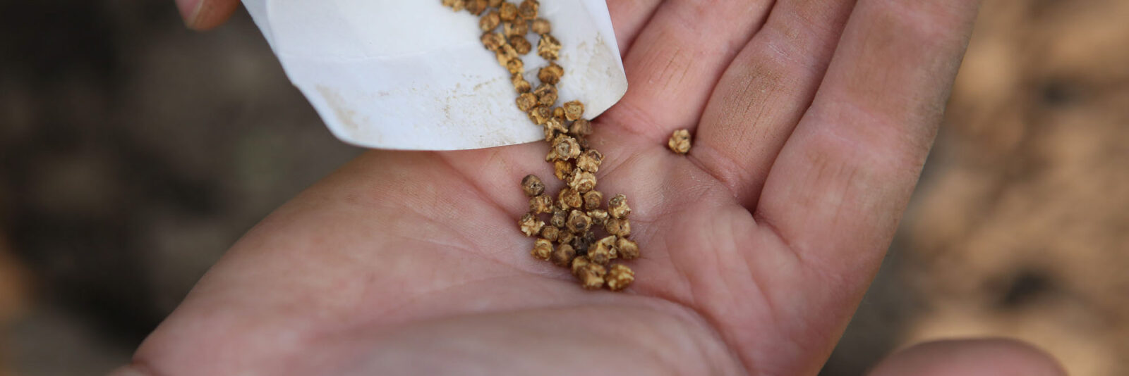 Seeds falling out of a small white envelope into the palm of a hand