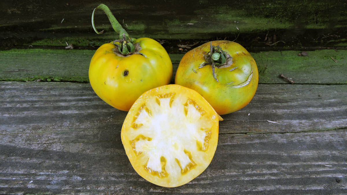 Two yellow tomatoes and one halved tomato on a wooden surface
