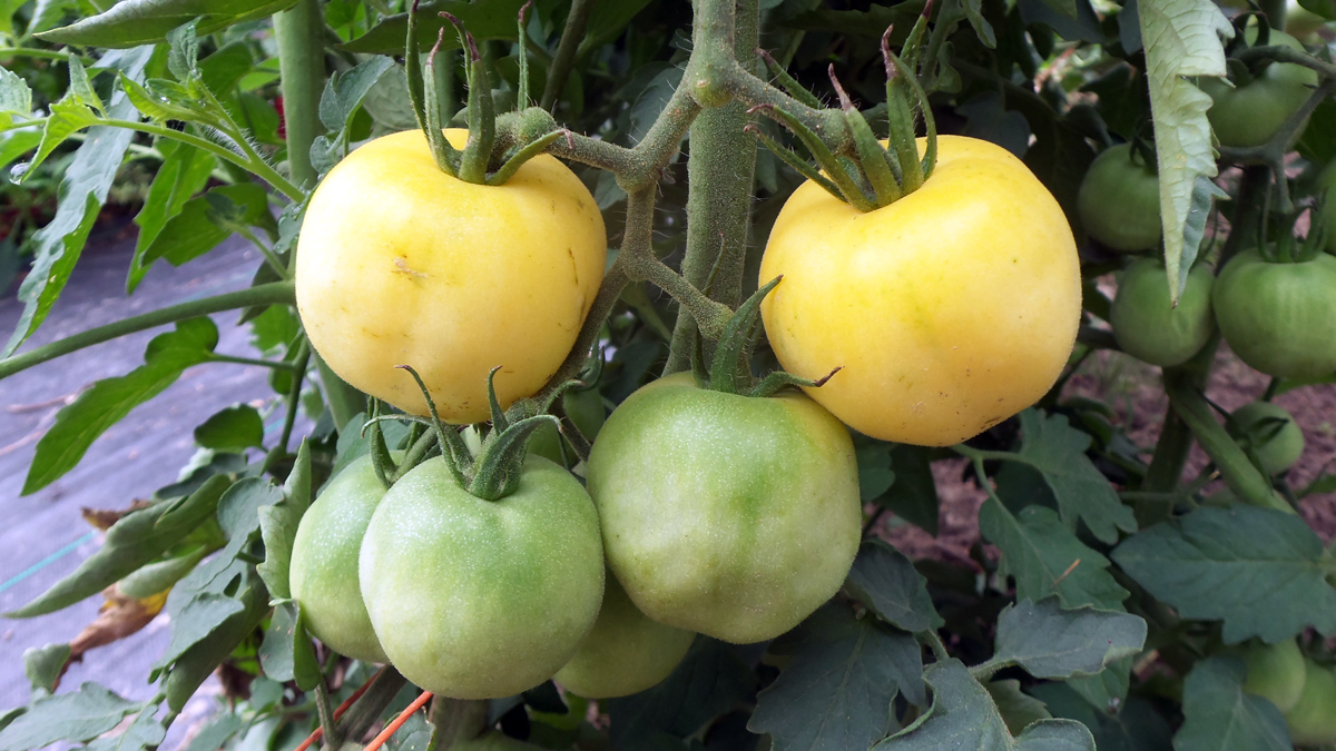 Several yellow and green tomatoes on a vine