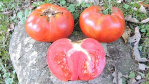 Two whole red tomatoes and a halved tomato on a rock