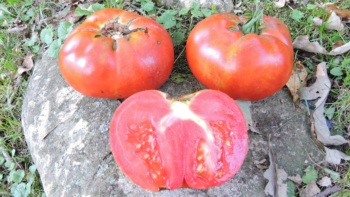 Two whole red tomatoes and a halved tomato on a rock