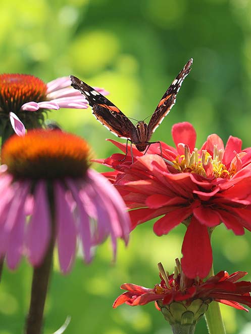 A butterfly perches on a red flower next to pink flowers