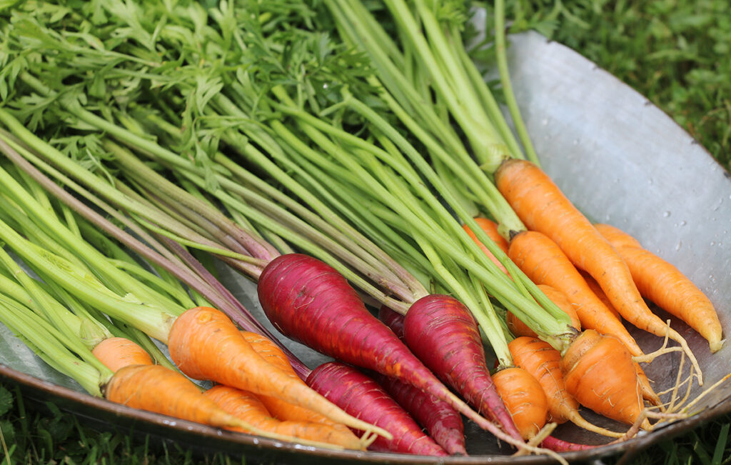 A bunch of different carrot varieties in a bowl