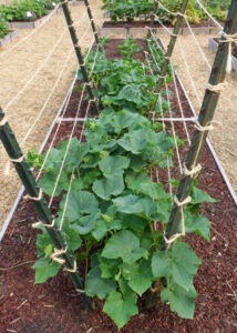 A raised garden bed with two rows of posts with string tied to form a trellis