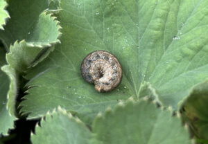 A cutworm larvae curled up on a leaf