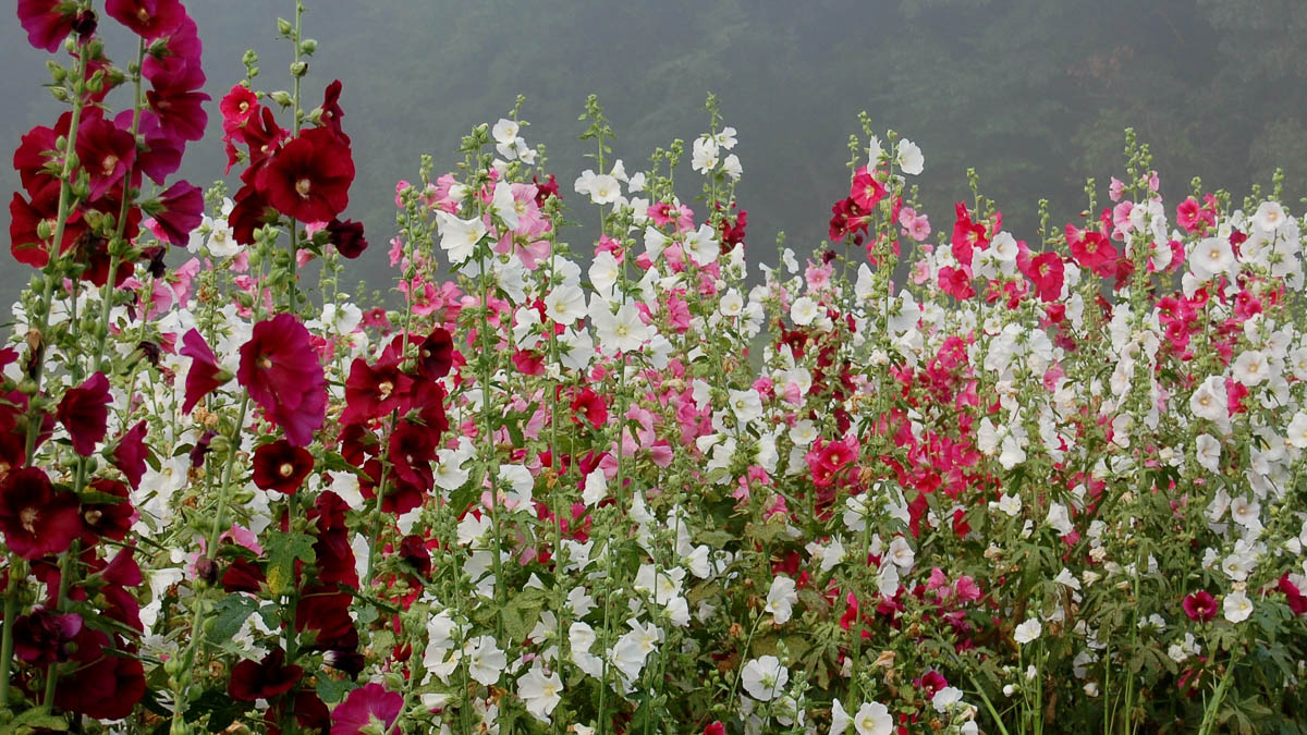 A field of pink, red, and white flowers growing vertically on tall stems