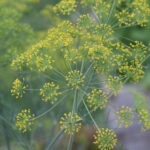 A thin green dill herb plant with many tiny yellow flowers.