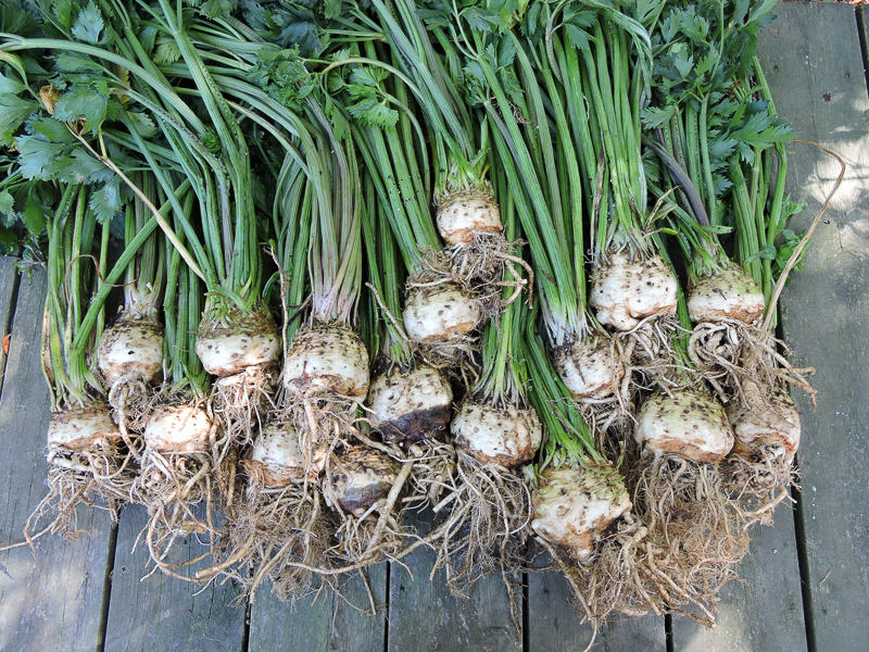 celery-like stalks attached to large, white root bulbs, grouped together on a wooden surface