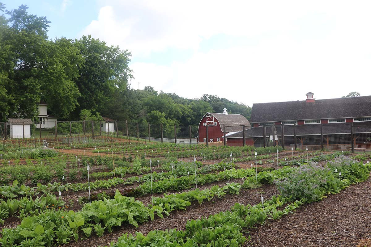 Garden beds with a barn and building in the background.