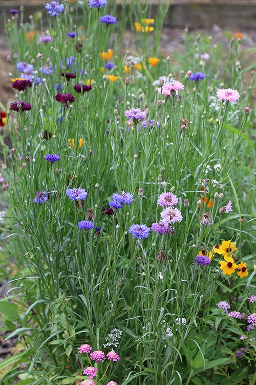 A patch of colorful pink, purple, blue, and yellow flowers in a garden