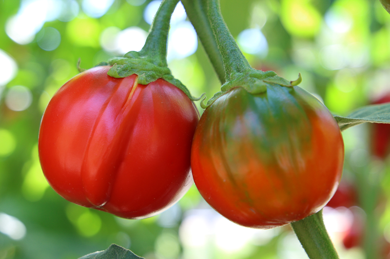 Two round, bright red eggplants grow on a vine