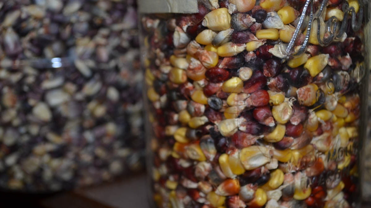 Glass jars of multicolored corn kernels