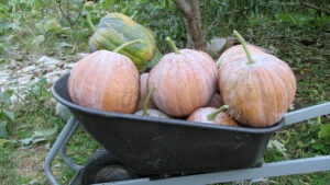 Several orange pumpkins and one green pumpkin piled in a wheelbarrow