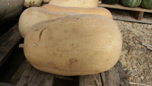 Several large tan squash lined up on a wood surface