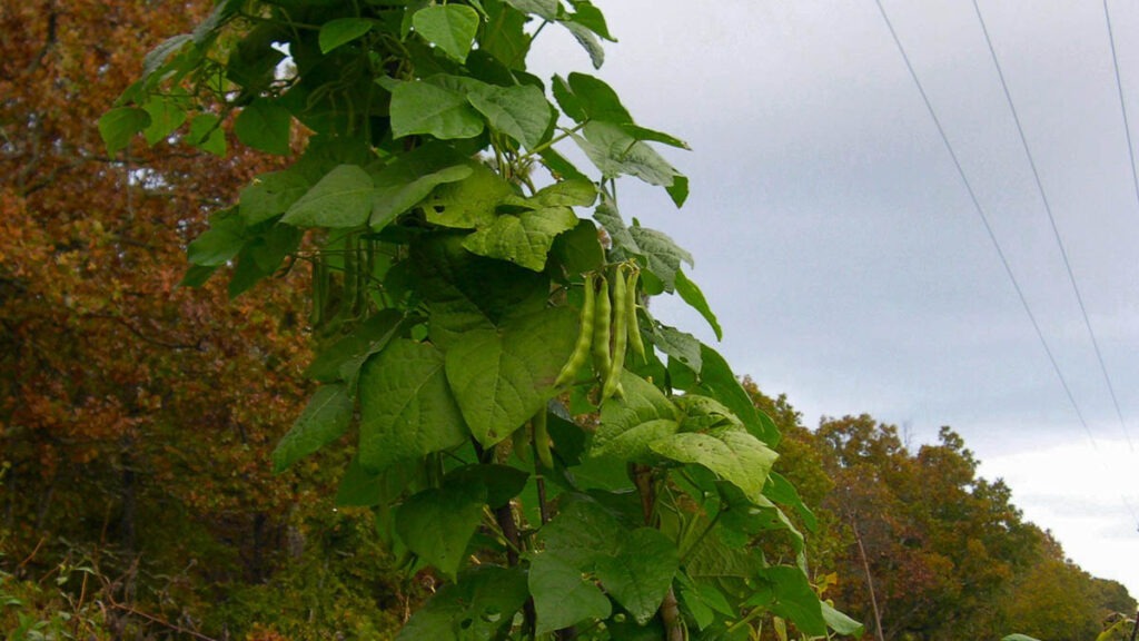 Several pea pods hanging on a vine growing up along a power line post