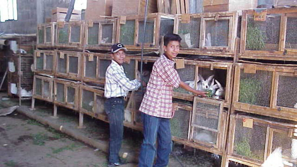 Two boys feed caged rabbits green leaves