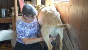 A woman sits and milks a goat