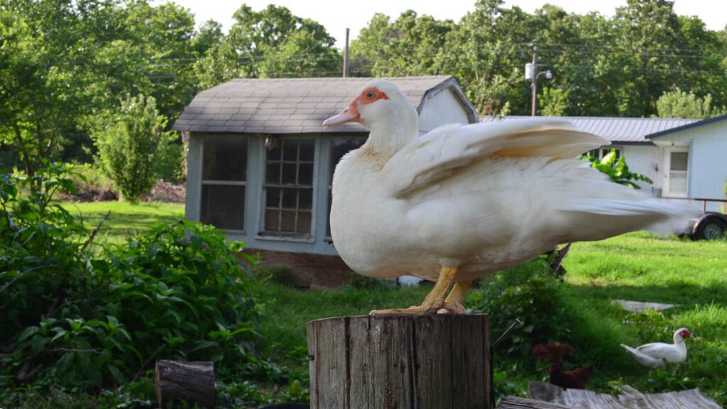 A white duck sits on top of a wooden post in front of a shed