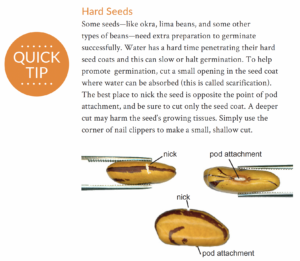 Scarification tutorial with a bean graphic