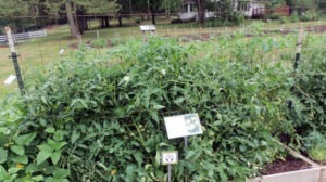 A garden bed with plants growing up a trellis made of two metal posts at each end of the bed, connected by a panel of wire fencing