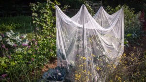 A garden with a net propped up on four posts in the middle