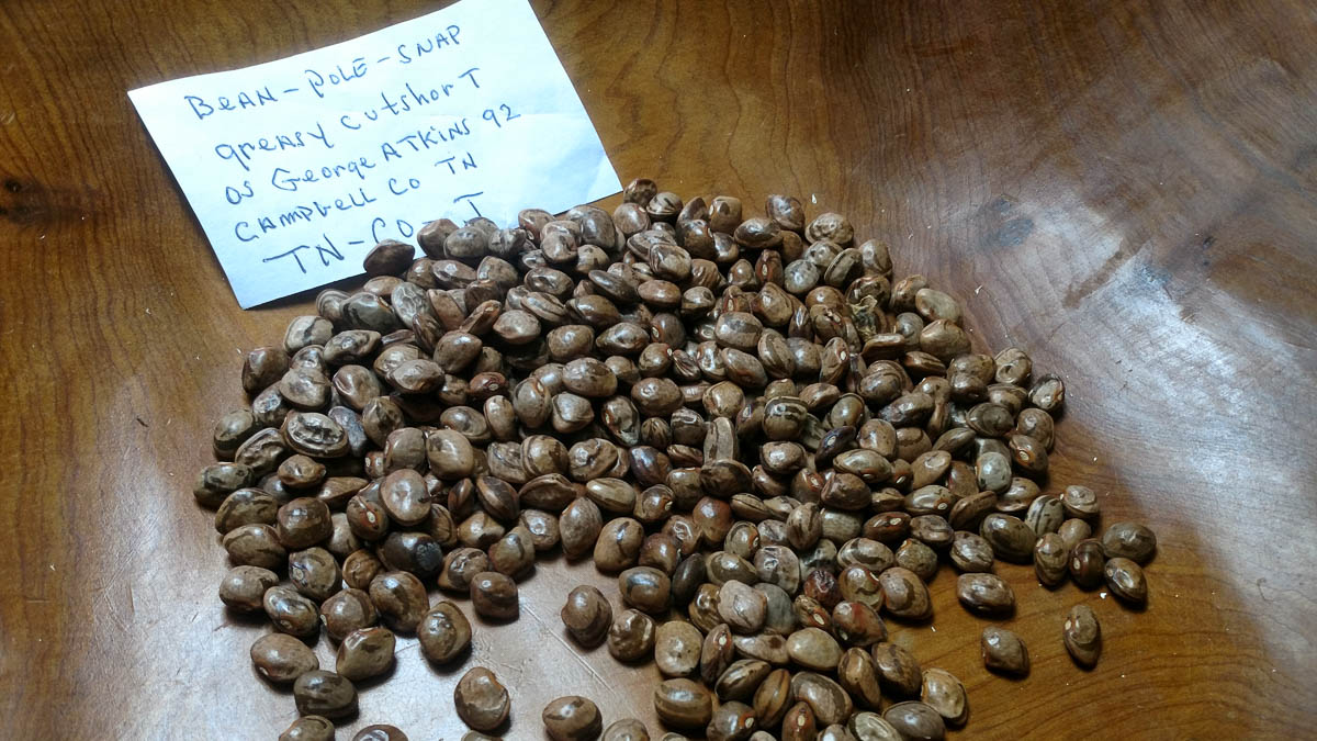 A cluster of brown beans on a wood surface with a paper that says "Bean-Pole-Snap greasy cutshort os George Atkinson '92 Cambell co TN"