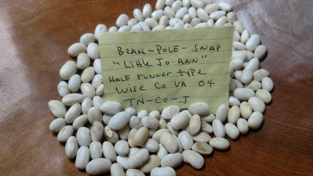 A cluster of white beans on a wood surface with a note that says "Bean-Pole-Snap 'Little Jo-Ann' Half Runner Type Wise co VA 04"