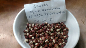 A white bowl of round, reddish-brown cowpeas, with a paper that says "Cowpea Ozark Razorback. OS AHSC KY Seed swap 06. TN-CO-J"