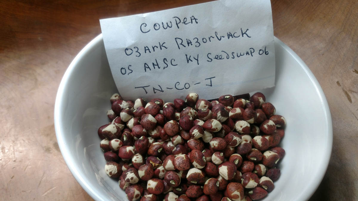 A bowl of reddish-brown beans, with a paper that says "Cowpea Ozark Razorback"
