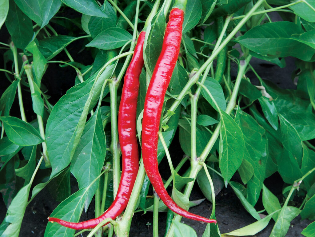 Two long red 'Joe's Long Cayenne' peppers hanging from the plant